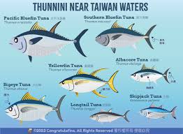 Image result for Thunnus maccoyii