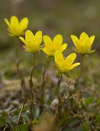 Attēlu rezultāti vaicājumam “Saxifraga hirculus”