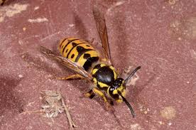 Attēlu rezultāti vaicājumam “Vespula germanica male”