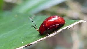 Attēlu rezultāti vaicājumam “Chrysomelidae”