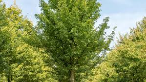 Attēlu rezultāti vaicājumam “Acer campestre”