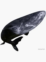 Image result for Somniosus microcephalus