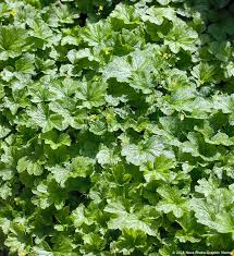 Attēlu rezultāti vaicājumam “Waldsteinia geoides”