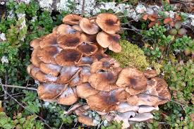Attēlu rezultāti vaicājumam “Armillaria mellea”