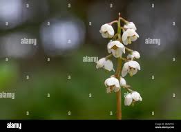 Attēlu rezultāti vaicājumam “Pyrola media”