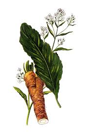 Attēlu rezultāti vaicājumam “Armoracia rusticana”