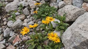 Attēlu rezultāti vaicājumam “Arnica montana”