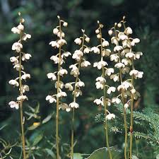 Attēlu rezultāti vaicājumam “Pyrola rotundifolia”