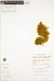 Attēlu rezultāti vaicājumam “Palustriella decipiens”