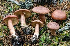 Attēlu rezultāti vaicājumam “Lactarius”