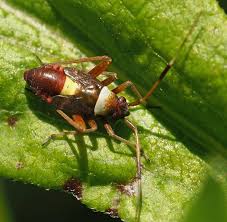 Attēlu rezultāti vaicājumam “Closterotomus biclavatus imago”