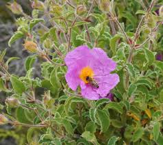 Attēlu rezultāti vaicājumam “Cistaceae”