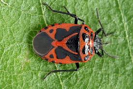 Attēlu rezultāti vaicājumam “Eurydema dominulus imago”