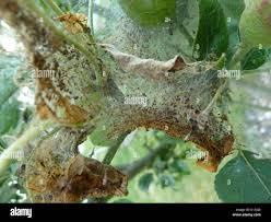 Attēlu rezultāti vaicājumam “Yponomeuta malinellus / cagnagella imago”