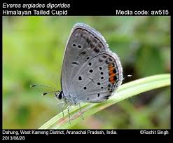 Attēlu rezultāti vaicājumam “Everes argiades”