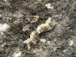 Attēlu rezultāti vaicājumam “Euphyia unangulata”