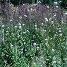 Attēlu rezultāti vaicājumam “Knautia arvensis leaf”