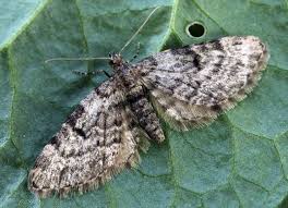 Attēlu rezultāti vaicājumam “Eupithecia tantillaria”