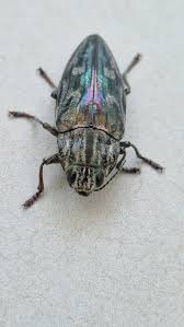 Attēlu rezultāti vaicājumam “Chalcophora mariana”