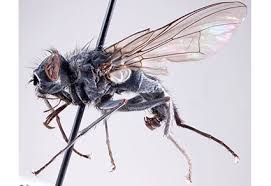 Attēlu rezultāti vaicājumam “Muscidae”