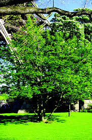 Attēlu rezultāti vaicājumam “Pterocarya fraxinifolia”