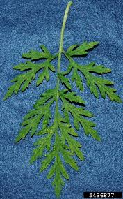 Attēlu rezultāti vaicājumam “Ambrosia artemisiifolia bud”