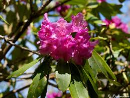 Attēlu rezultāti vaicājumam “Rhododendron catawbiense”