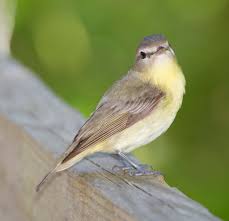 Image result for Vireo philadelphicus