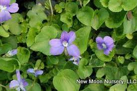 Attēlu rezultāti vaicājumam “Viola sororia”