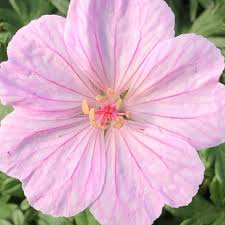 Attēlu rezultāti vaicājumam “Geranium sanguineum”