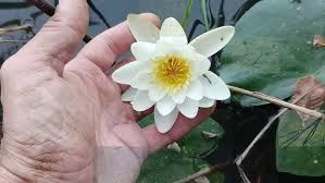 Attēlu rezultāti vaicājumam “Nymphaea candida”