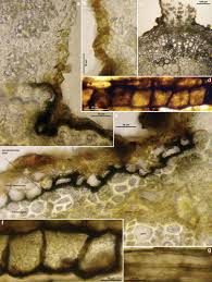 Attēlu rezultāti vaicājumam “Hymenoscyphus sp.”
