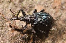 Attēlu rezultāti vaicājumam “Apionidae”