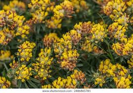 Attēlu rezultāti vaicājumam “Anthyllis maritima”