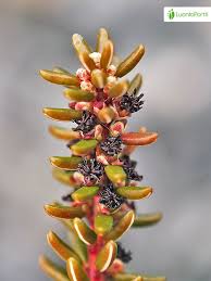 Attēlu rezultāti vaicājumam “Empetrum nigrum leaf”