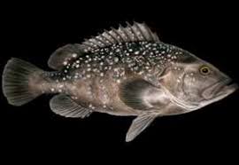 Image result for Hyporthodus quernus