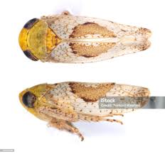 Attēlu rezultāti vaicājumam “Cicadellidae”