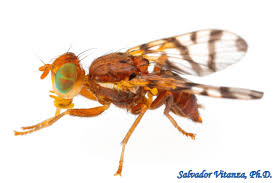 Attēlu rezultāti vaicājumam “Tephritidae”