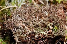 Attēlu rezultāti vaicājumam “Cetraria aculeata”