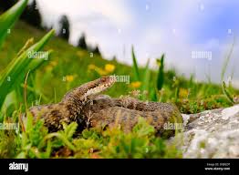 Attēlu rezultāti vaicājumam “Vipera berus adult”