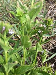 Attēlu rezultāti vaicājumam “Reticularia lobata young”