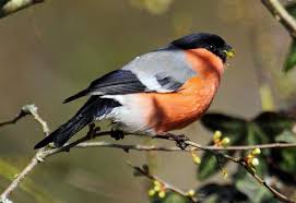 Attēlu rezultāti vaicājumam “Pyrrhula pyrrhula”