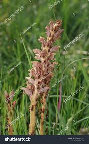 Attēlu rezultāti vaicājumam “Orobanche elatior flower”