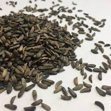 Attēlu rezultāti vaicājumam “Arctium lappa fruit”