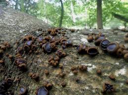 Attēlu rezultāti vaicājumam “Bulgaria inquinans”