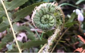 Attēlu rezultāti vaicājumam “Comatricha meandrispora stalked”