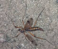 Attēlu rezultāti vaicājumam “Dictenidia bimaculata”