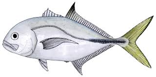 Image result for Caranx latus