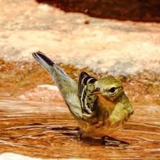 Image result for Dendroica striata