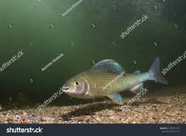 Image result for Thymallus thymallus